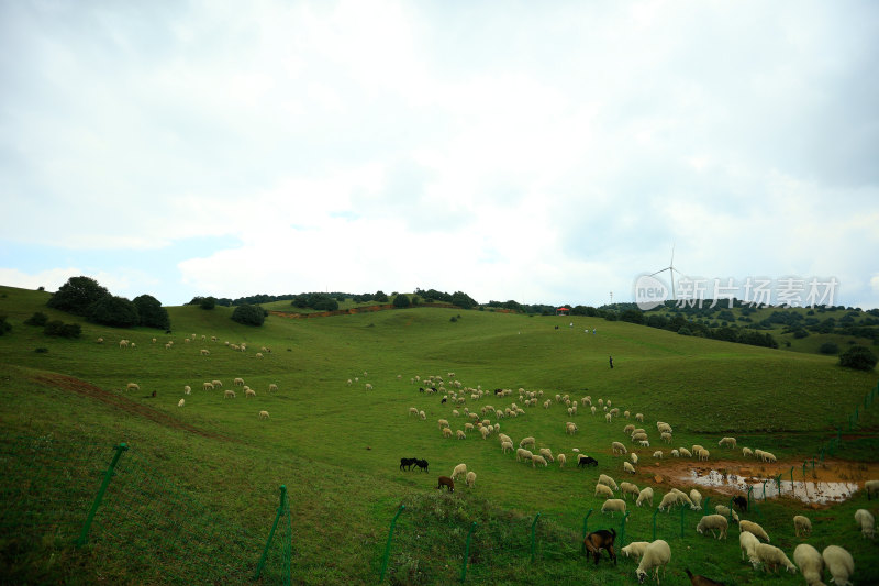 草原牧羊场景