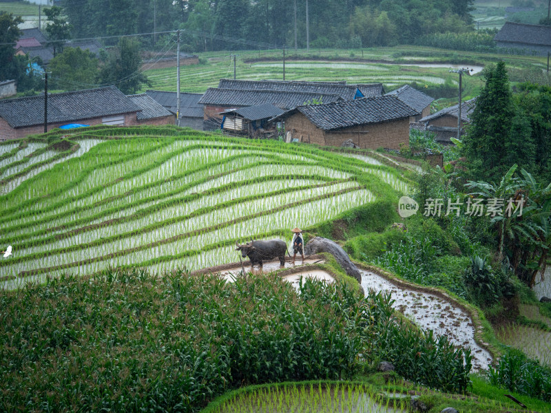 乡村水田中农民赶牛犁地的景象