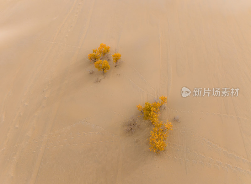 航拍秋天新疆尉犁县葫芦岛沙漠中的胡杨树