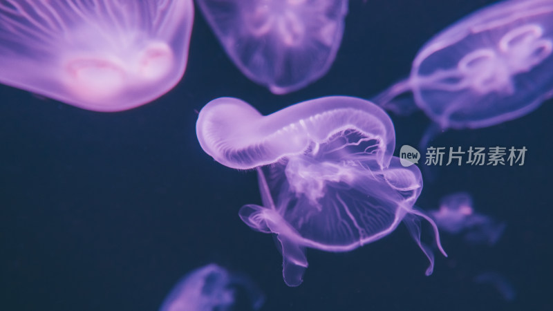 海洋生物 水母