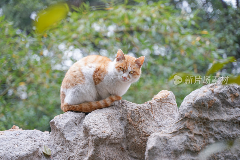 公园中的流浪猫