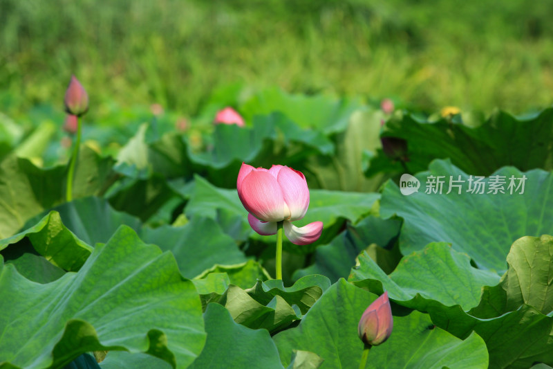 夏日成都温江区鲁家滩荷花盛开