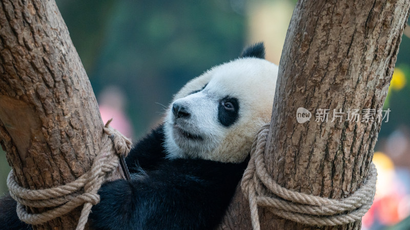 树杈上的大熊猫