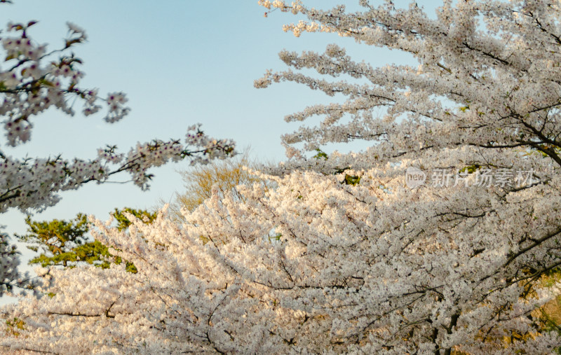 青岛中山公园樱花盛开