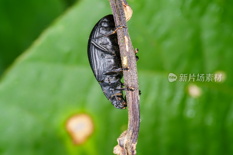 隆线异土甲攀爬在植物枝干上的特写