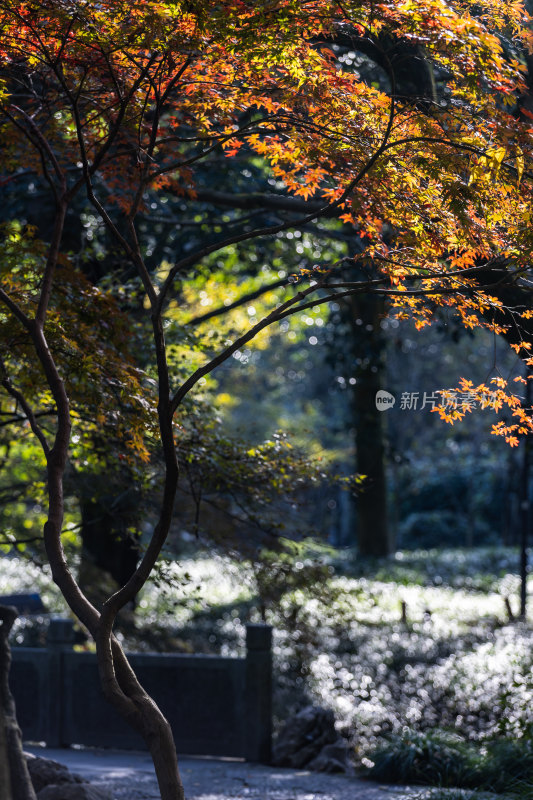 太子湾公园红枫