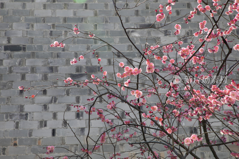 春天江南徽派古建筑梅树梅花盛开