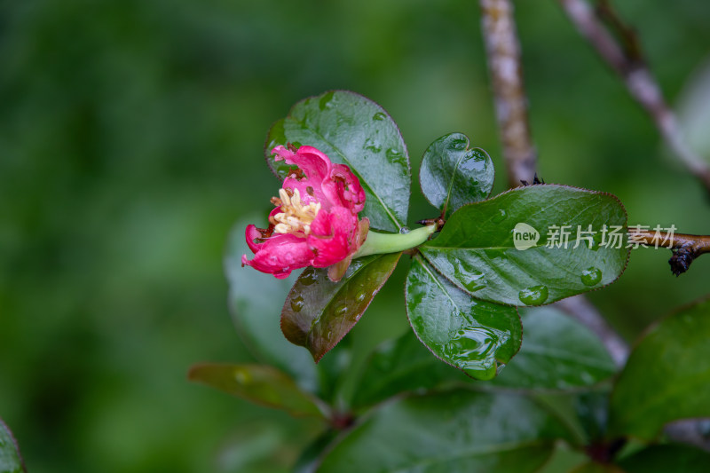 雨后挂着水珠的鲜花