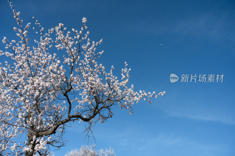 春天乡村盛开的杏花和天空蓝色留白背景