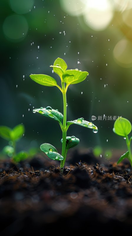 晨曦植物嫩芽绿色幼苗生态自然背景