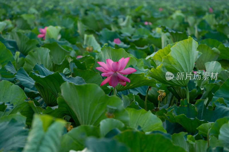 夏日池塘荷花