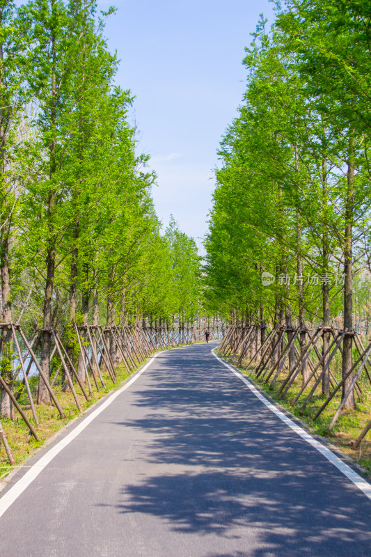 水杉林荫大道