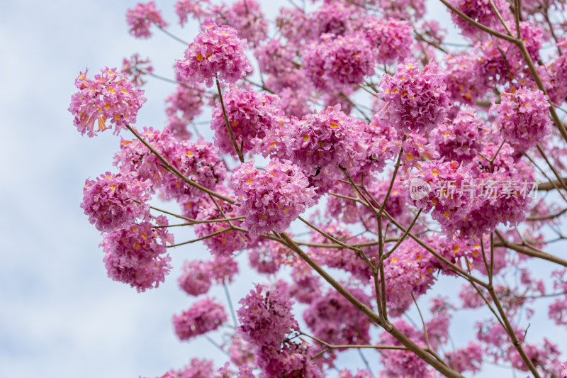 紫花风铃木