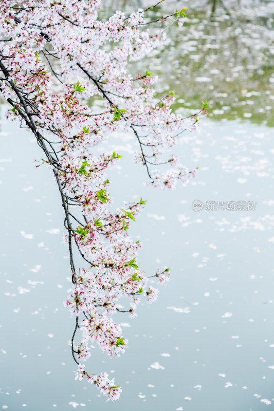 盛开的樱花