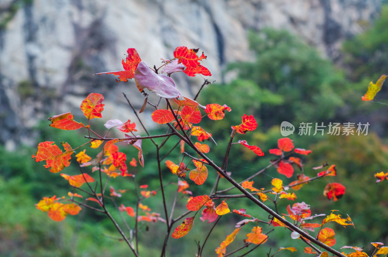 河南省洛阳白云山九龙潭秋天风景