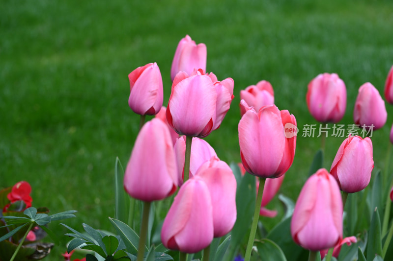 南京市绿博园荷兰园郁金香