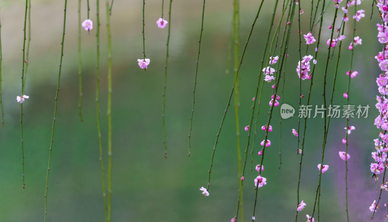 贵州梅园梅花