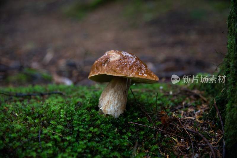 野生菌蘑菇生长环境菌类山菌