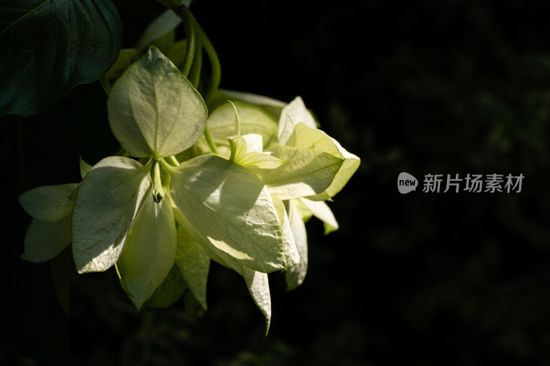 上海辰山植物园玉叶金花微距特写