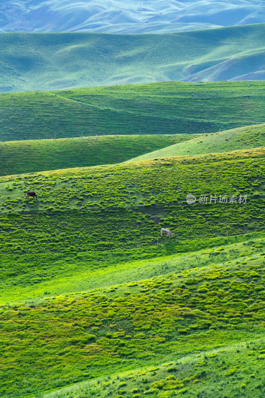 夏天绿色的新疆伊犁阿克塔斯草原