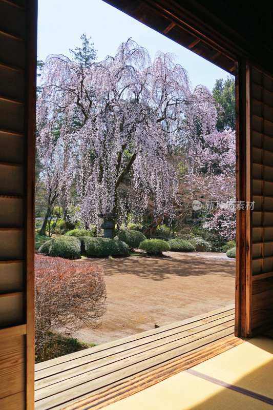 日本，川越喜多院，日式建筑与垂枝樱