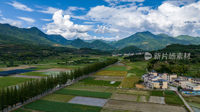 水稻种植基地，大面积的水稻田航拍