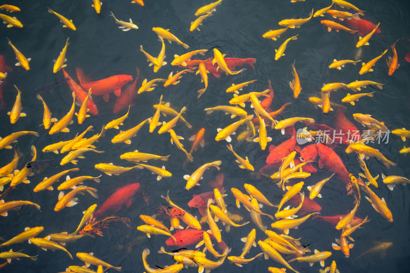 金鱼锦鲤鱼群在水面游动