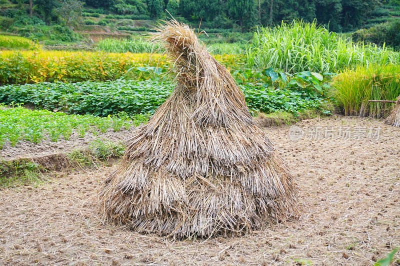 稻田里的稻草跺