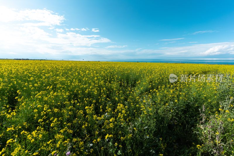 青海湖油菜花