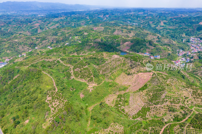 山川丘陵橙子橘子种植基地航拍摄影图