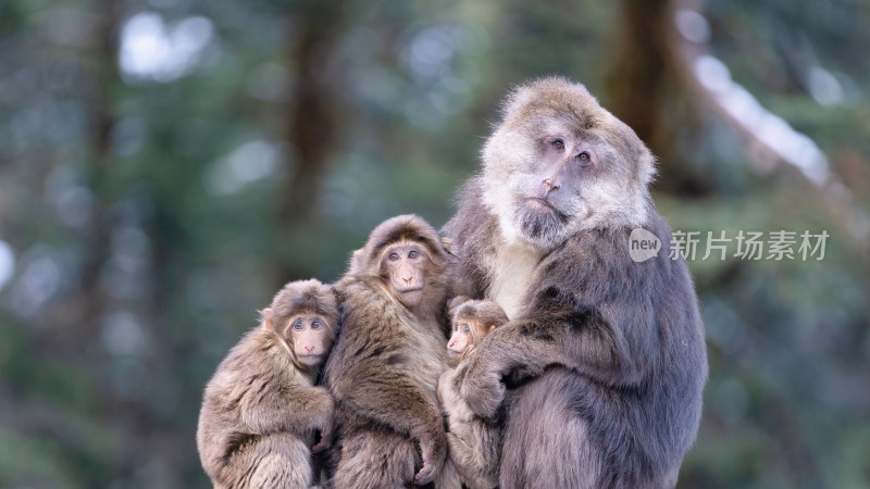 冬季川西甘孜海螺沟的野生藏酋猕猴