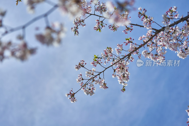 盛开的樱花