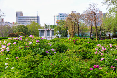 郑州市人民公园