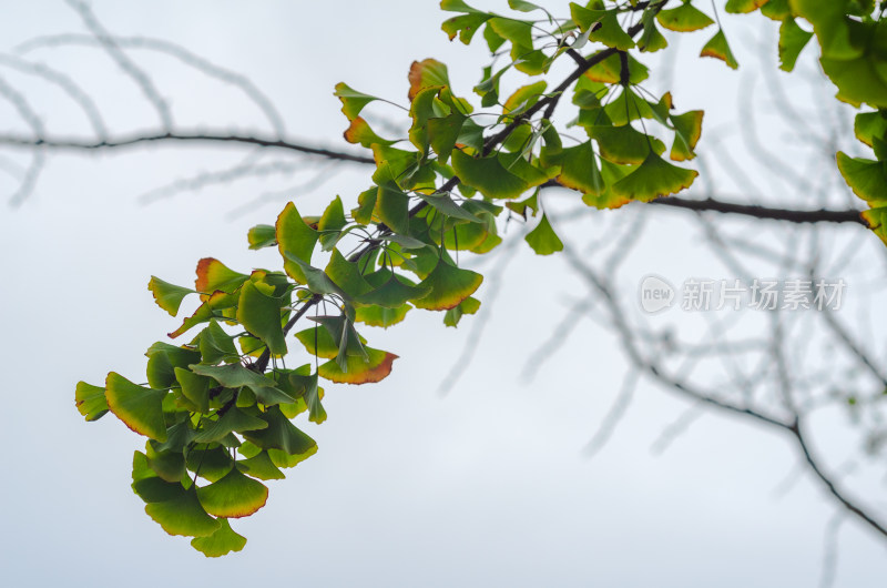 秋天，仰拍已经开始发黄的银杏树叶