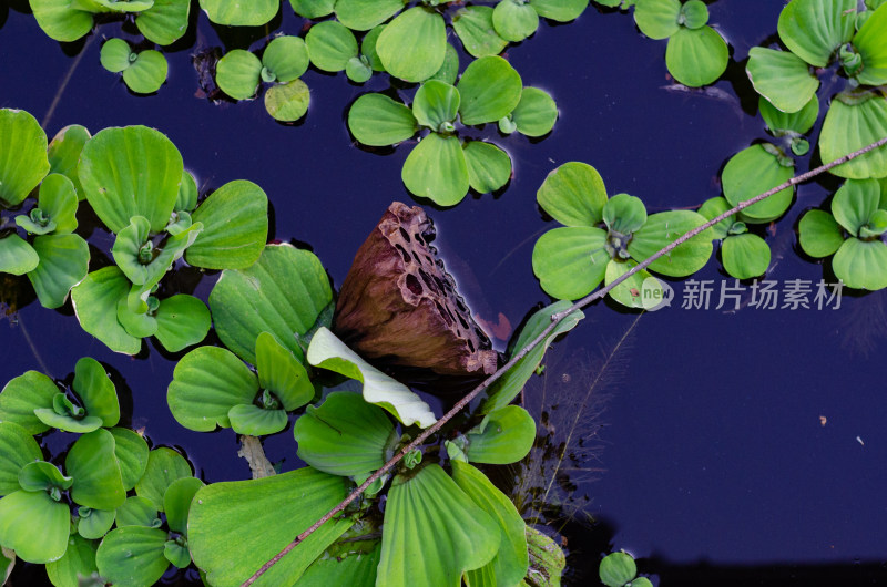 池塘中生长的大薸和漂浮的莲蓬