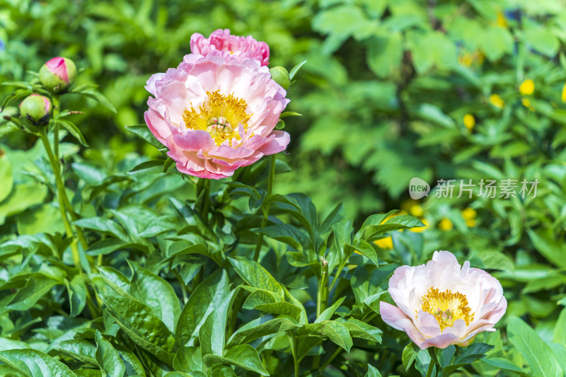 春天，苏州园林网师园，粉色芍药花开特写