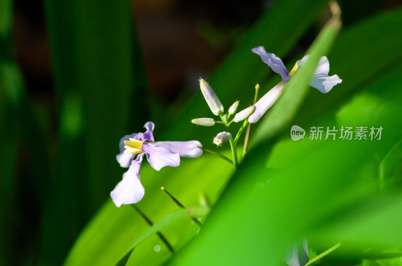 小小的野花