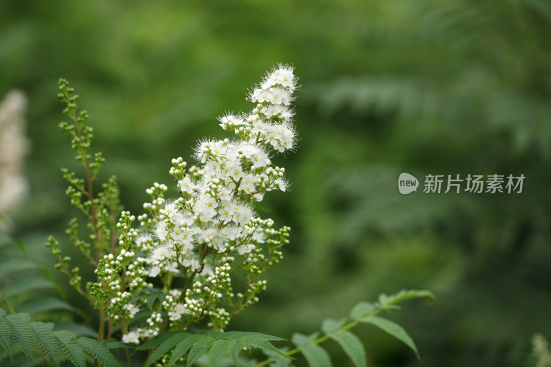 野外的珍珠梅