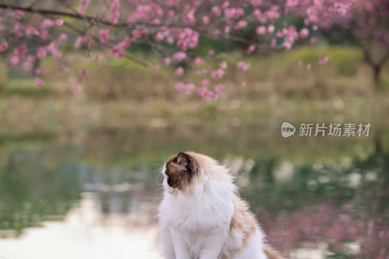 一只湖边梅花树下的海豹双色布偶猫