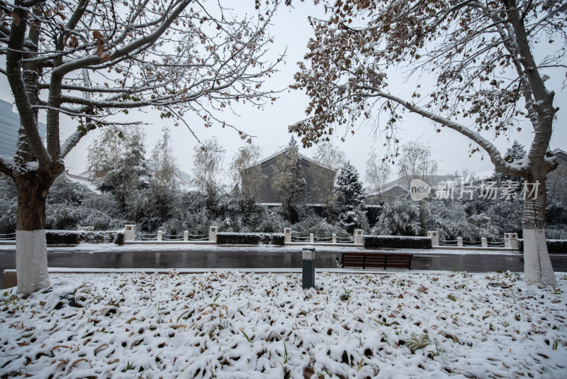 雪后公园树木与长椅景观