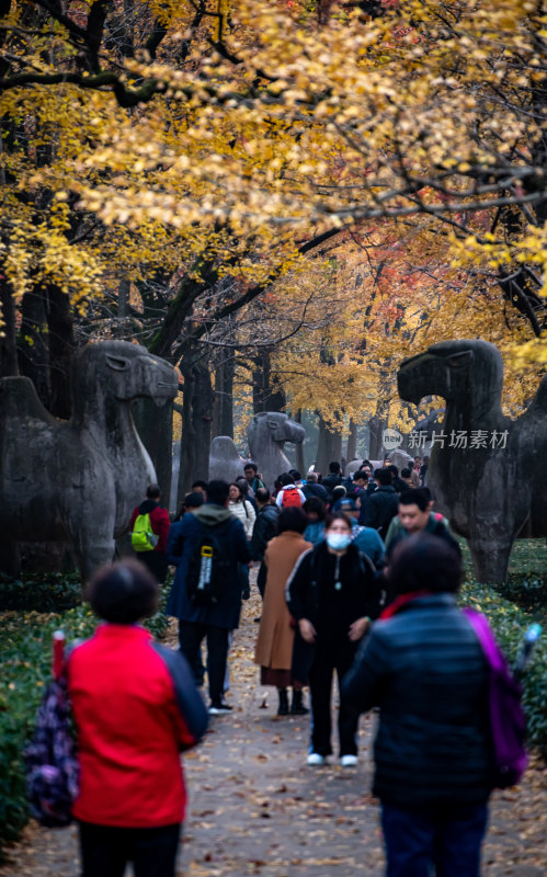 南京明孝陵石象路神道