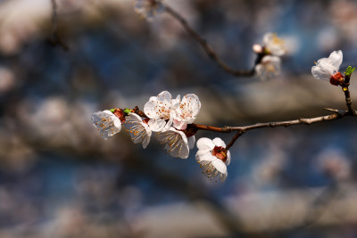 春天樱花盛开特写