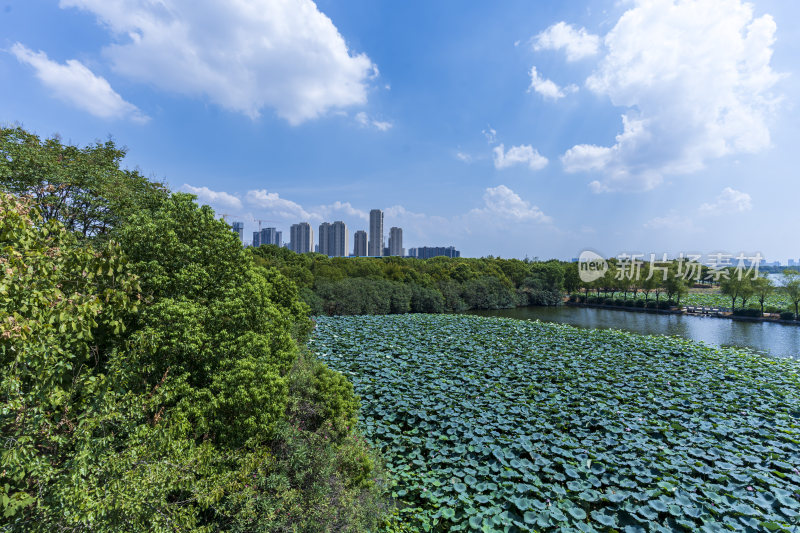 武汉蔡甸汤湖公园生态园林风景