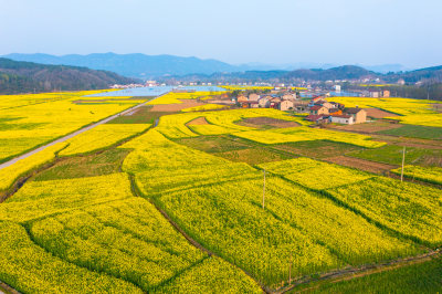 航拍春天乡村的油菜花田