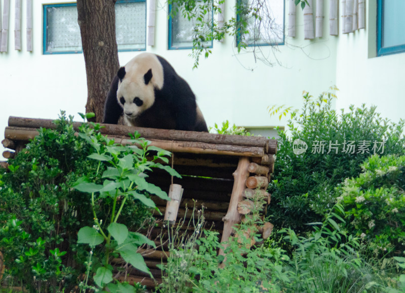 午休刚睡醒的可爱的大熊猫