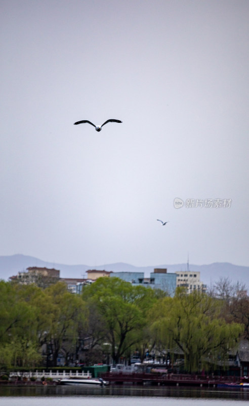 北京什刹海后海公园景点景观