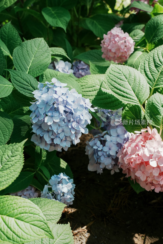 北京花乡公园彩色绣球