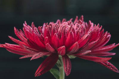 红色菊花特写