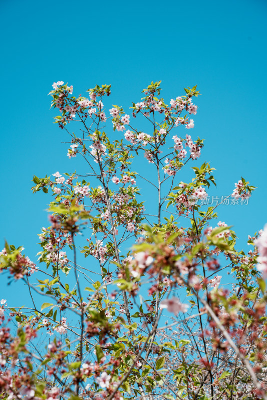 玉渊潭樱花树和樱花