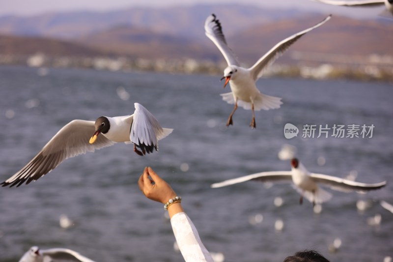 人在水边喂海鸥